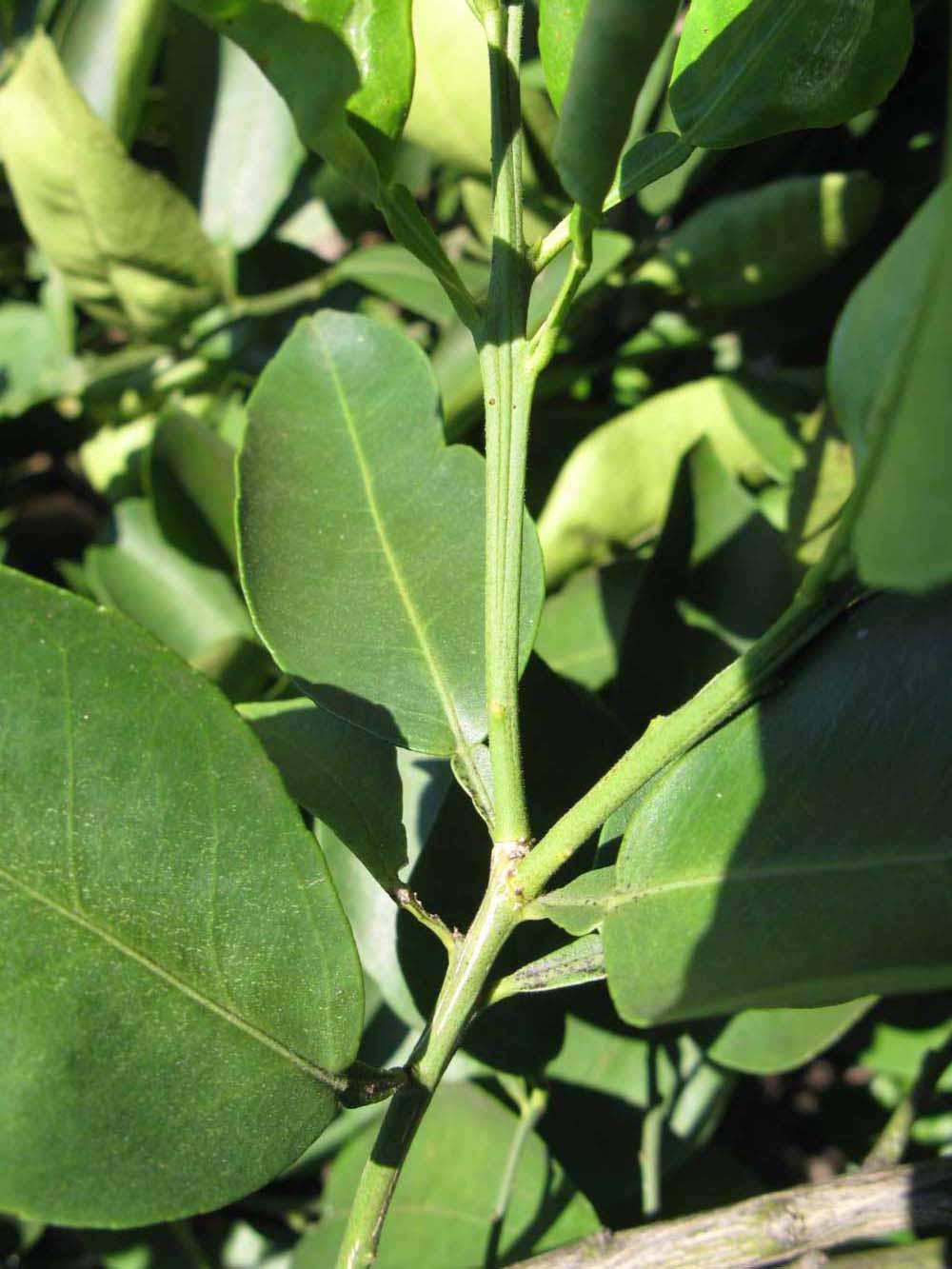            First year twig (Winter Haven, FL)   